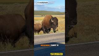 Bison The Mighty Giants of North America🦬🇺🇸 bison animals wildlife facts shorts subscribenow [upl. by Maddock]