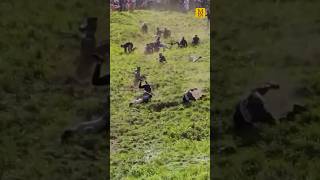 The Cheese Rolling Race where people chase cheese down a hill returned to Gloucestershire for 2023 [upl. by Menell]