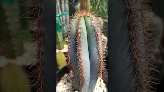 Pilosocereus magnificus cactus Pilosocereus nature [upl. by Okimuy]