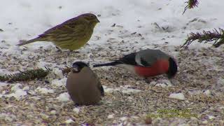 DOMHERRE Eurasian Bullfinch Pyrrhula pyrrhula Klipp  2252 [upl. by Darreg]