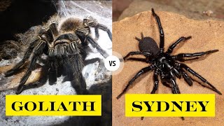 What If Goliath birdeater Vs Sydney Funnel Web Spider Didnt Exist [upl. by Kcirddor]