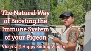 PIGEON RACING VIDEO 02 TUTORIALS  HOW TO BOOSTING THE PIGEON IMMUNE SYSTEM  Happy Ending vlog Tv [upl. by Analla905]