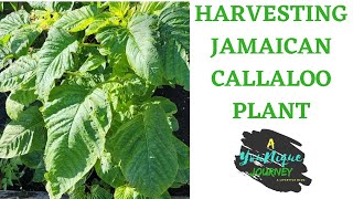 Harvesting my Jamaican Callaloo Plant Part 1 [upl. by Lory]