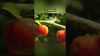 La oruga egoísta Una manzana dos hogares 🍎🐛 [upl. by Einnok]