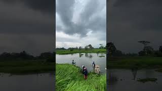 Cari ikan manteman [upl. by Roselia]