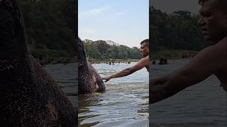 Tusker Vs Human bond😍tusker elephant bond shots video tranding [upl. by Eirelam291]