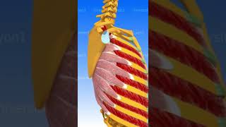 LES MUSCLES ANTÉRIEURS DU MEMBRE SUPÉRIEUR muscle anatomie corpshumain [upl. by Pineda]