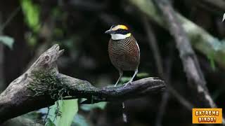 Malayan Banded Pitta Hydrornis irena  Malayan Banded Pitta Call [upl. by Fadden996]