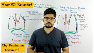 Mechanism of breathing  Inhalation amp Exhalation [upl. by Dorothy]