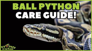 Ball Python Care Guide  How To Take Care Of A Ball Python [upl. by Notffilc31]