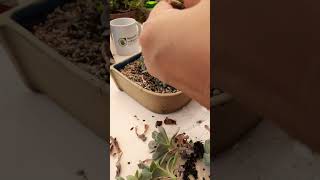 Repotting succulents Succulent plant succulents plants cactus propagation homegarden tips [upl. by Aicinod269]