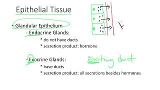 Dr Benaduce Glandular Epithelium Classification Tissues Lecture [upl. by Lovel]