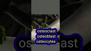 bone cells osteocytes osteoblast osteoclast। bone cells function। bone cells animation। [upl. by Birchard]