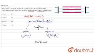 Among the following proteins  Tropomyosin Troponin Factin MeromyosinHow many are present in [upl. by Yrem]