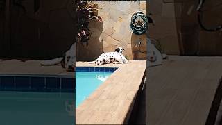 Sextouuu pets dalmatian dalmatas dalmatiner 101dalmatas animals funnyvideo [upl. by Astraea]