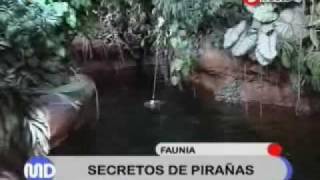 Conoce las Pirañas de FAUNIA [upl. by Newra256]