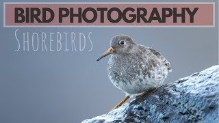 BIRD PHOTOGRAPHY  Photographing shorebirds [upl. by Mamoun437]