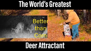 The World’s Greatest Deer Attractant Better than Corn [upl. by Windham]