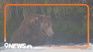 The chunkiest of chunks face off in Alaskas Fat Bear Week [upl. by Regnig861]