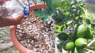 Tendrás Exagerada Cosecha de Limones si le echas este suplemento casero  La Huerta En El Campo [upl. by Nayt]