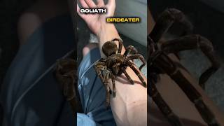 goliath birdeater facts shorts [upl. by Sergei]