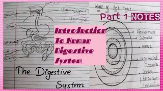 Notes of Introduction To Digestive System Anatomy and physiology [upl. by Annaynek]