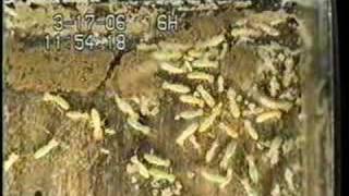 Termites Workers and Larvae [upl. by Sufur]