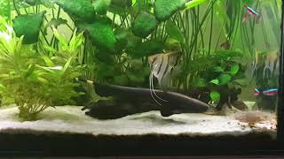 Duch amazoński  Apteronotus albifrons Knife Fish [upl. by Toinette]