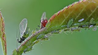 COMMENT ÉLIMINER LES PUCERONS AU NATUREL [upl. by Meekah834]