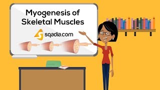 Myogenesis of Skeletal Muscles  Embryology Video Lecture  VLearning  sqadiacom [upl. by Pengelly]