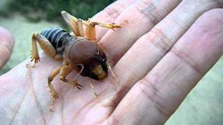 Potato Bug in hand [upl. by Coop646]