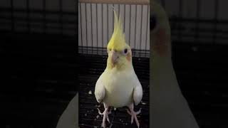 cockatiel birds pets parrot cockatielbird cockatielsinging cockatielsound ytshorts shorts [upl. by Howe369]