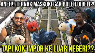 ANEH TERNAK MASKOKI GAK BOLEH DIBELI TAPI KOK IMPOR KE LUAR NEGERI BAROKAH GOLDFISH [upl. by Grant]