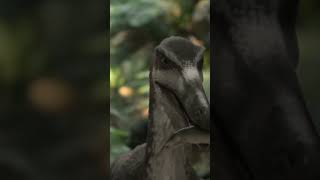 CZY TREX DA RADĘ POKONAĆ MAKSYMALNIE ULEPSZONEGO STEGOZAURA  JURASSIC WORLD EVOLUTION 2 shorts [upl. by Siuqcram]