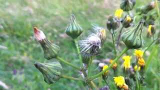 Common Sow Thistle Sonchus Oleraceus  Swinies  20120617 [upl. by Anitsirt323]