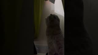 🫤😀 cat kitts catfunny catlover kittenkuts funnycatvideos funny cutekitt cuteanimals cute [upl. by Lehcir]