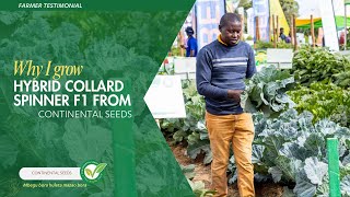 Why I grow Hybrid Collard Spinner F1 from Continental Seeds [upl. by Eilliw991]