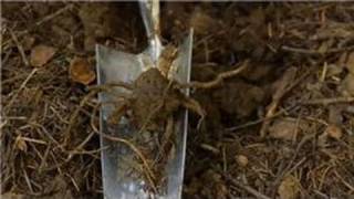 Transplanting amp Maintaining Garden Perennials  How to Transplant a Trillium Ovatum [upl. by Nivalc]