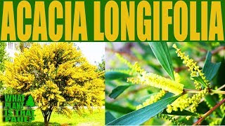 Acacia longifolia Golden Wattle  A fastgrowing bushy shrub or small tree [upl. by Enymzaj]