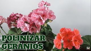 geranios como se reproducen polinizacion chuyito jardinero [upl. by Selie]