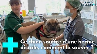 Hernie discale  les chiens aussi   Le Magazine de la Santé [upl. by Swift585]