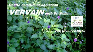 VERVAIN herb health benefits with Dr Debs  Nov 17 2020 wwwdebrawilliamsjacom [upl. by Mata]