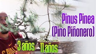 Pino Zero y Pino DOS PUNTO ZERO [upl. by Honora]