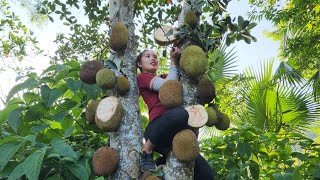 Harvesting jackfruit on the tree to bring to the market my daily life  Chuc Thi Duong [upl. by Mahalia771]