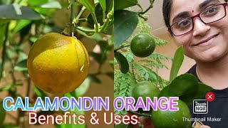 Calamondin Orange  Calamansi  Benefits and uses [upl. by Un]