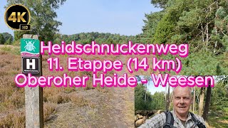 Heidschnuckenweg 11 Etappe 12 km Oberoher Heide  Weesen  4K HD [upl. by Barthel]