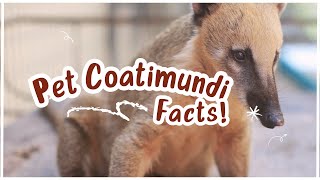 5 IMPORTANT Facts About Owning COATIMUNDI As Pets [upl. by Etnoj428]