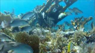 Key Largo Reef Diving and Snorkeling Summer 2012 [upl. by Goulder]