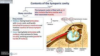 The Ear 4  Contents of the Middle Ear  Dr Ahmed Farid [upl. by Agni]