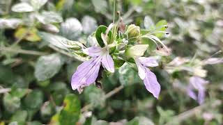 Teucrium fruticans Shrubby germander [upl. by Eirised]